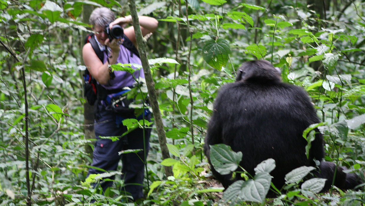 Chimpanzee trekking in Tanzania