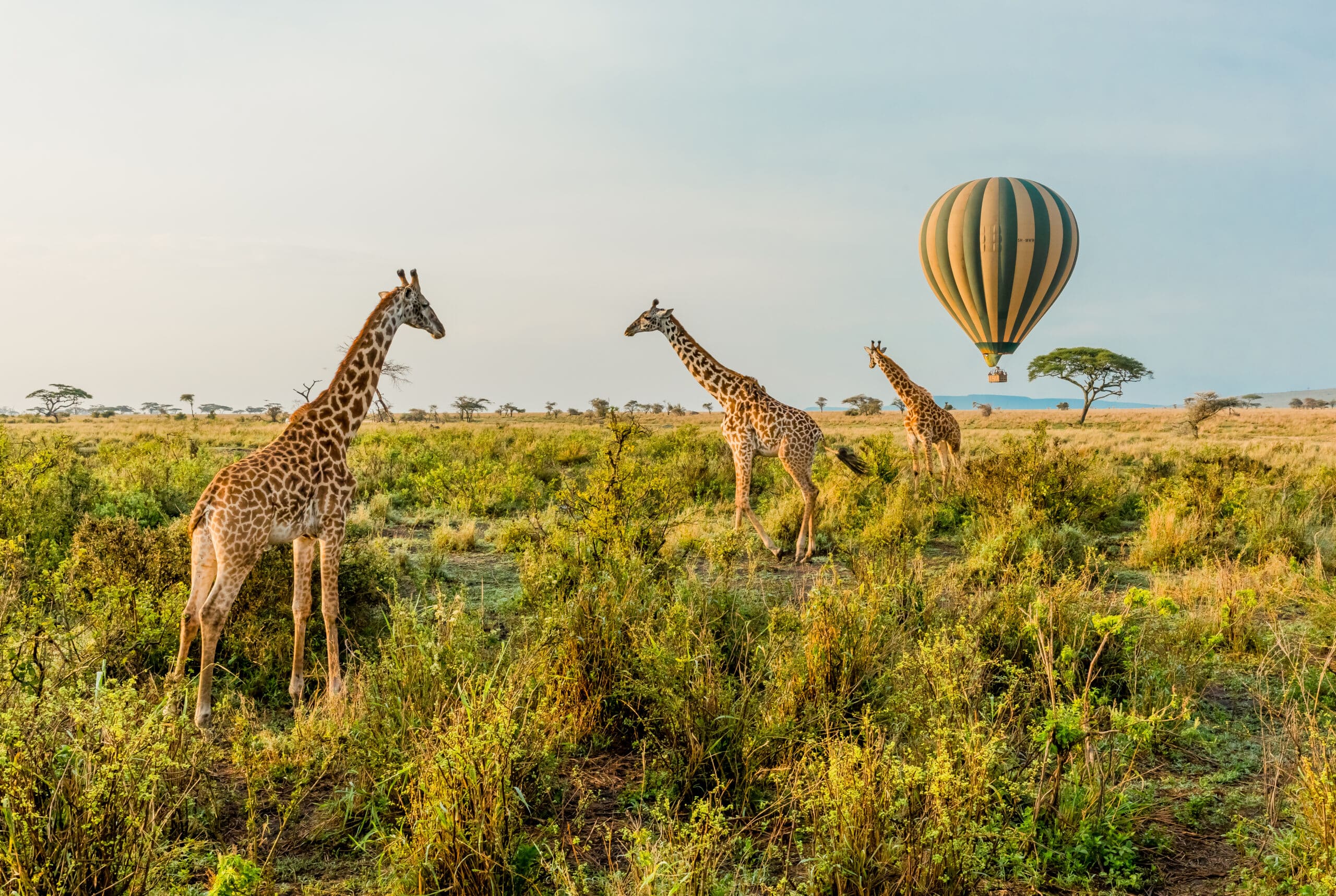 Day 2 Flight: 1‑hour scenic flight to Serengeti; Day 3 Game Drives Board a charter flight to the Serengeti, where sweeping plains and the Great Migration await. Your private transfer brings you to a luxury tented camp nestled within the wildlife‑rich landscape. Over the next two days, explore vast savannahs on morning and afternoon game drives with your expert guide—spot lions, elephants, cheetahs, and zebra herds. Each evening, sip sundowners and enjoy gourmet meals under the African sky.