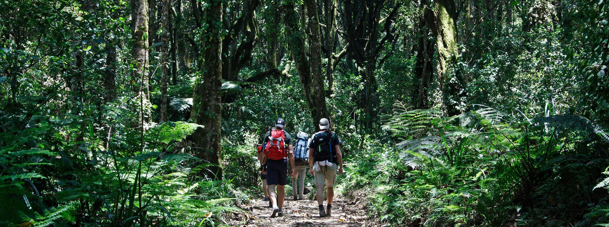 hiking-kilimanjaro-national-park-rain-forest