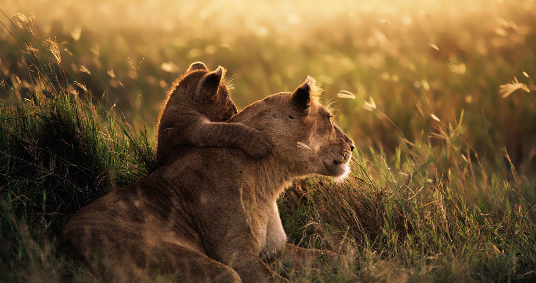 mikumi_national_park_Tanzania