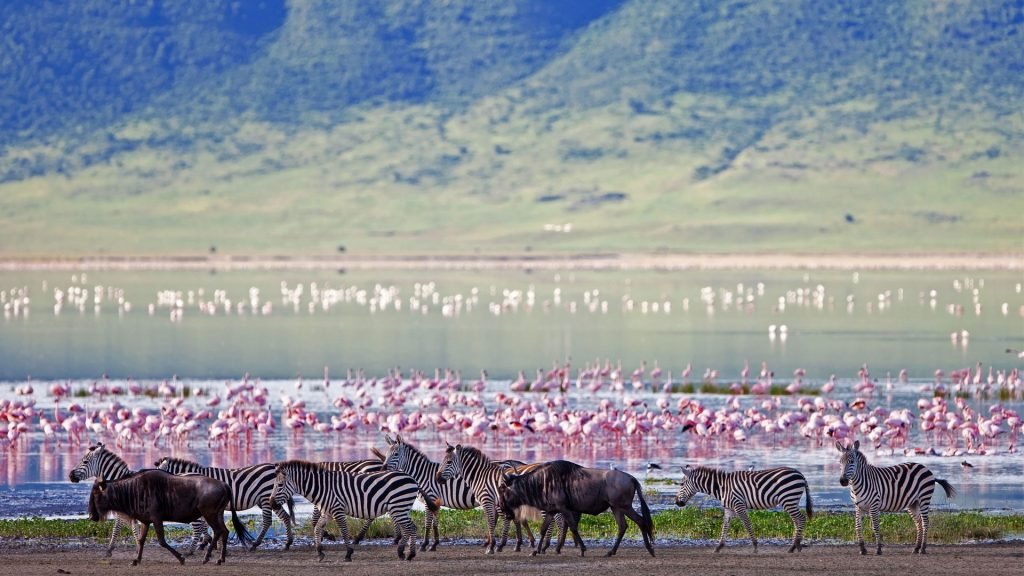 ngorongoro-crater-floor-teaming-with-game (1)