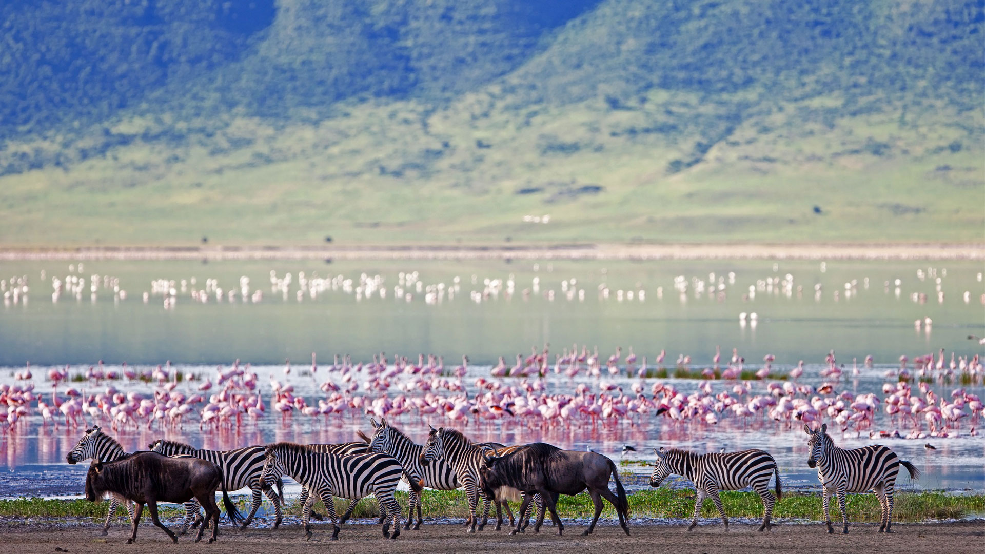 ngorongoro-crater-floor-teaming-with-game (1)