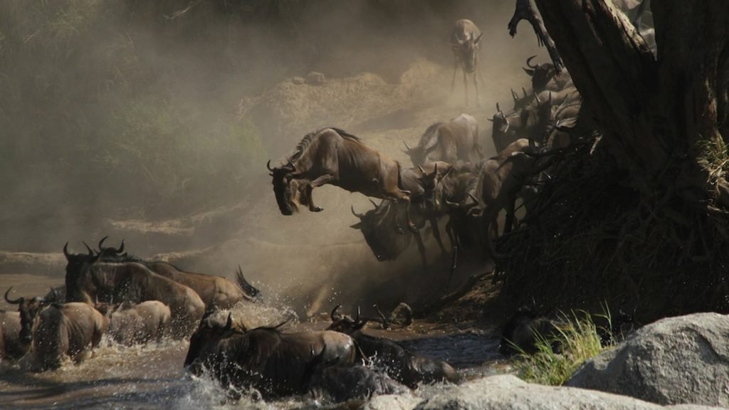 the-great-migration
